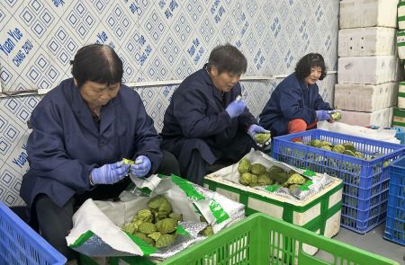 工坊内认真工作的奶奶们正在进行莲子甜度试吃分类的工作。